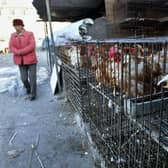 A woman walks past a row of caged chickens at a Beijing market in 2004 (Photo: FREDERIC J. BROWN/AFP via Getty Images)