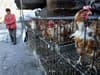 Bird flu: first death from H3N8 strain recorded in China, avian influenza symptoms - as UK restrictions lifted