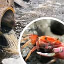 Sewage dumped in shellfish waters without assessment, government admits. 