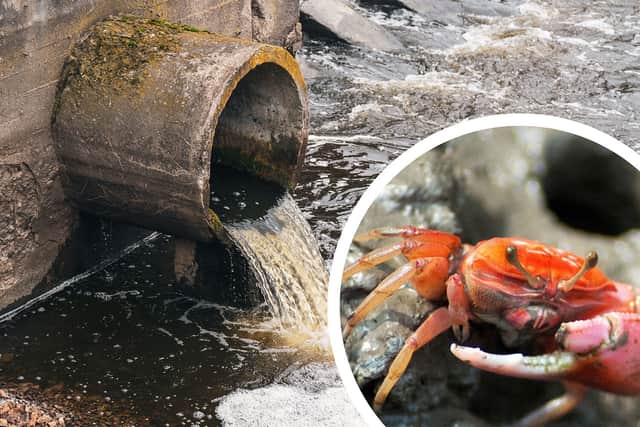 The government has made no assessment on the impact of sewage dumping in shellfish waters. (Image by  NationalWorld/Mark Hall) 