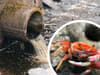 Sewage dumped in shellfish waters without assessing impact - despite over 80,000 discharges in three years