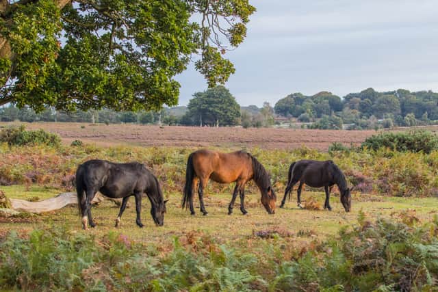 Visitors face fines up to £1,000 for petting ponies in UK beauty spot. (Image by Stephan Morris  - stock.adobe.co) 