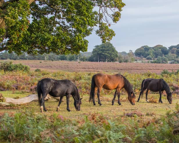 Visitors face fines up to £1,000 for petting ponies in UK beauty spot. 
