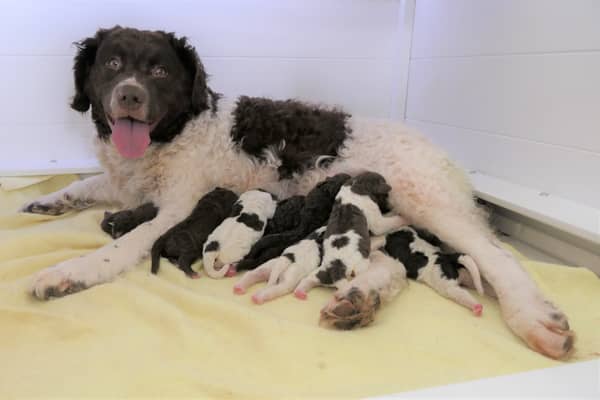A family in Dorchester has seen the birth of an extremely rare litter of Wetterhoun puppies.