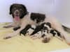 Extremely rare Dutch Wetterhoun dog breed has first litter ever born in the UK