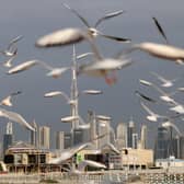 Seagulls take flight with a backdrop of the Dubai skyline. Picture: GIUSEPPE CACACE/AFP via Getty Images