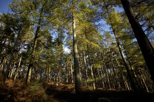 100,000 trees to be planted for England’s largest native woodland. (Photo: Getty Images) 