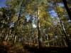 100,000 trees to be planted in bid to create England’s biggest native woodland and ‘restore entire ecosystem’