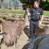 Rodney the emu, who sparked a five hour bird chase after he escaped from home, with a police officer who helped to rescue him.