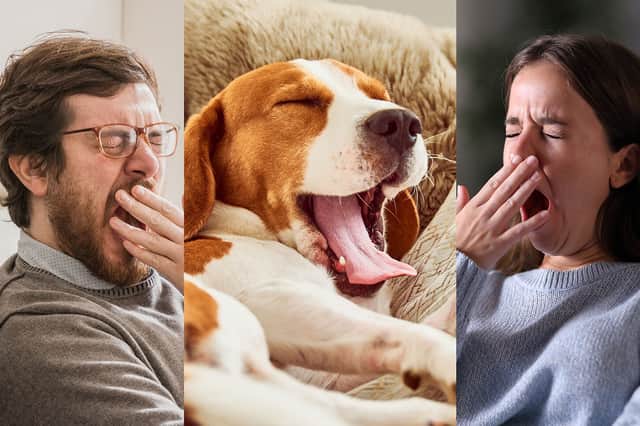 The reasons we yawn and if it is really contagious, explained by experts.