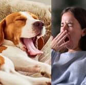 The reasons we yawn and if it is really contagious, explained by experts.