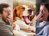 Why do we yawn and is it really contagious? The science of yawning explained by experts