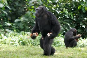 Netflix’s Chimp Empire captures brutal territorial wars for first time. (Photo: AFP via Getty Images) 