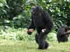 What causes chimpanzee turf wars? Fights in Netflix show Chimp Empire - dubbed Succession for apes - explained