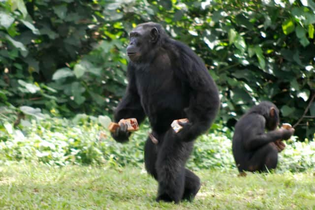 Netflix’s Chimp Empire captures brutal territorial wars for first time. (Photo: AFP via Getty Images) 