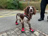 Meet the hero dog helping firefighters to put out blazes and chase arsonists in her own heat-resistant boots