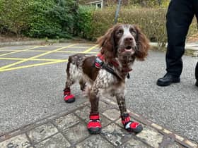 Giddy the fire dog, a clever canine who has turned detective to help investigate blazes and sniff out arsonists - and she gets her own heat-resistant firefighter boots to help her.