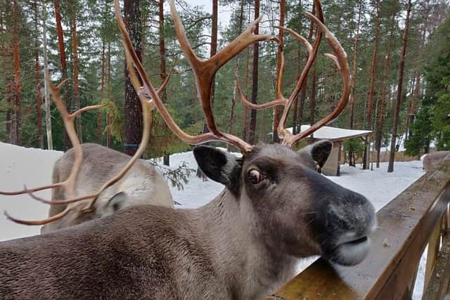 Get nose to nose with a reindeer