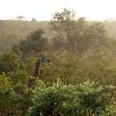 A Giraffe is pictured at the neighbouring Kruger National Park game reserve where I'm A Celeb South Africa is filmed - Credit: Getty