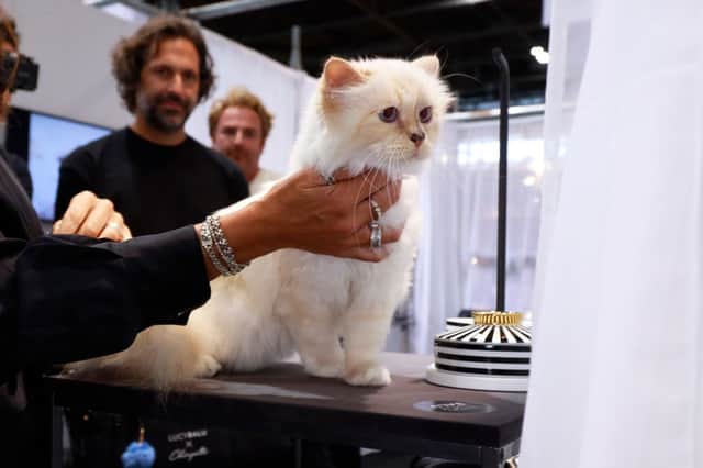 Choupette is pictured on the LucyBalu stand during the LucyBalu Product Presentation at Paris Nord Villepinte on September 09, 2022 in Paris, France. (Photo by Julien M. Hekimian/Getty Images For LucyBalu x Choupette)