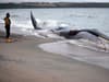 Whale stranded on East Yorkshire beach dies