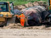 Pictures show 30-tonne fin whale dead on Bridlington Beach sparking largest removal operation of its kind