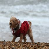 Warning to dog owners as ‘beach bug’ kills one and leaves eight ill. (Photo: Getty Images) 