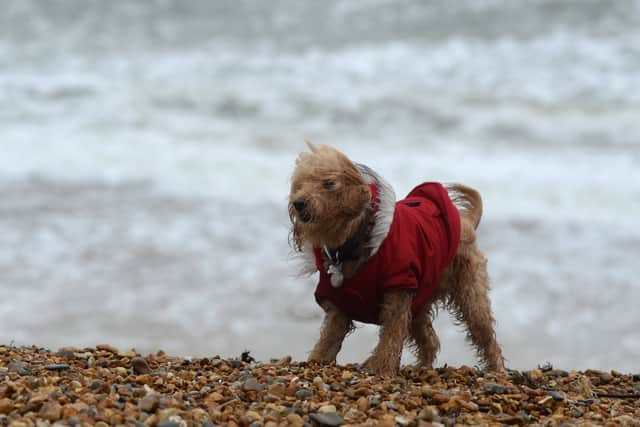 Urgent warning issued to pet owners after a mystery ‘beach bug’ has killed one dog and left another eight severely unwell. (Photo: Getty Images) 