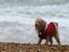Warning issued to pet owners as mystery ‘beach bug’ kills one dog and leaves 8 severely ill