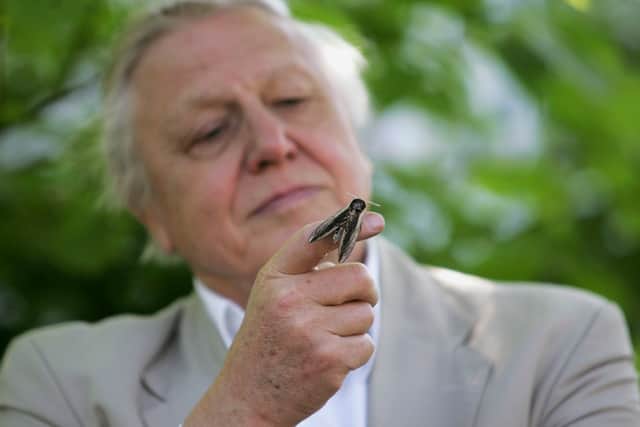 David Attenborough's best shows as he celebrates his 97th birthday - Credit: Getty