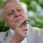 David Attenborough's best shows as he celebrates his 97th birthday - Credit: Getty