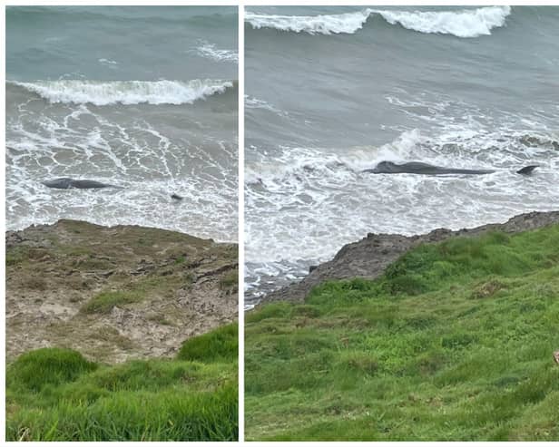 Second whale in two days washes up on UK beach as warning issued. (Photo: Gwylwyr y Glannau Abersoch Coastguard Rescue Team) 