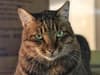 Hugo’s Law: beloved Edinburgh West End cat may change animal law after death