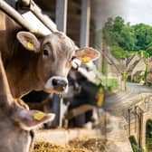 Herd of 100 cattle used to ‘reverse’ decline of nature in Cotswolds. (Photo: NationalWorld/Kim Mogg/Adobe Stock) 
