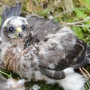 Thistle, one of many young hen harriers fitted with a transmission tag, which have disappeared (Photo: RSPB/PA)