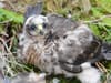 Hen harriers: Wild Isles star species live just 121 days after leaving nest - with illegal killing a key cause