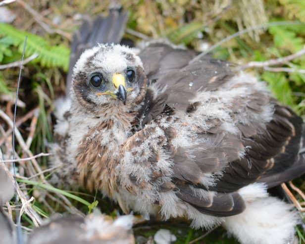 Thistle, one of many young hen harriers fitted with a transmission tag, which have disappeared (Photo: RSPB/PA)