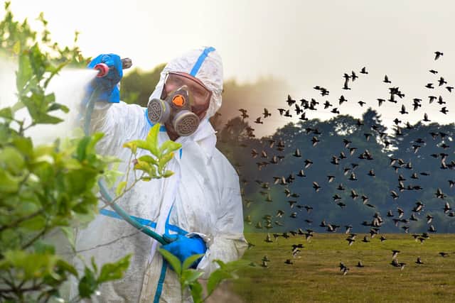 Bird species decline by 25% over rise in pesticides and fertilisers. (Photo: NationalWorld/Kim Mogg/Adobe Stock) 