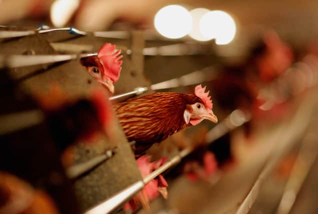 Two people have been infected with bird flu in England after coming into contact with infected birds on a poultry farm. (Credit: Getty Images)