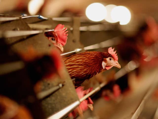 Two people have been infected with bird flu in England after coming into contact with infected birds on a poultry farm. (Credit: Getty Images)