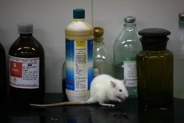 Animal testing licences for make-up products banned in UK. (Photo: Getty Images) 