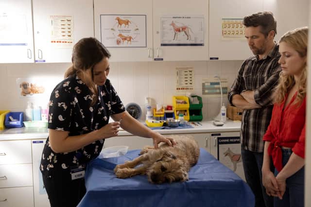 Annie Maynard as Yvette, Patrick Brammall as Gordon, and Harriet Dyer as Ashley in Colin From Accounts, gathered around an injured Colin on the vet operating table (Credit: CBS Studios Inc/Easy Tiger Productions Pty Ltd/Foxtel Management Pty Ltd/Create NSW/Lisa Tomasetti)