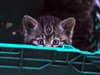 Watch: Scottish wildcat kittens born: New litter of critically endangered baby wildcats born in Scotland