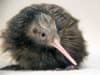 Miami zoo kiwi encounter: zoo vows to 'do better' by kiwi Paora after fierce backlash from New Zealand