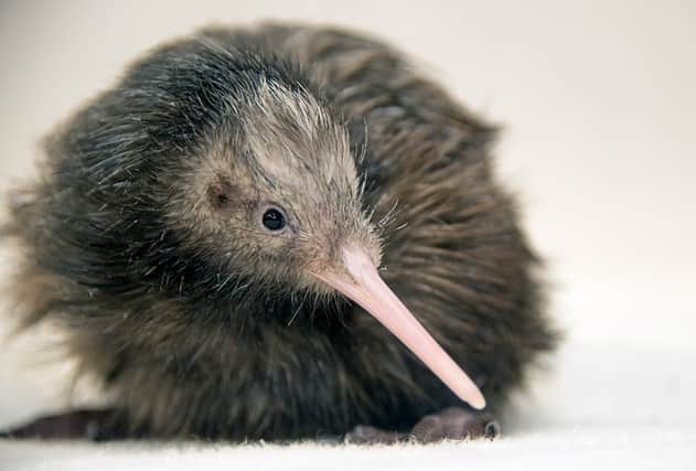 Paora, Zoo Miami's resident kiwi bird, was the first of his kind hatched in Florida (Photo: Zoo Miami)