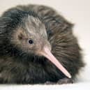 Paora, Zoo Miami's resident kiwi bird, was the first of his kind hatched in Florida (Photo: Zoo Miami)