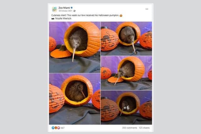 Photos on Zoo Miami's Facebook page showed their resident kiwi posed inside a pumpkin (Picture: NationalWorld/Zoo Miami)