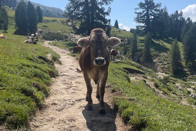 An existential cow, in the Austrian countryside