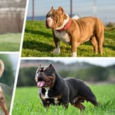American XL - or extra large - bullies (left) are a comparatively new dog breed derived from American pit bull terriers (right) (Picture: NationalWorld/Adobe Stock)