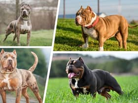 American XL - or extra large - bullies (left) are a comparatively new dog breed derived from American pit bull terriers (right) (Picture: NationalWorld/Adobe Stock)